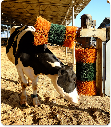 Cow Care